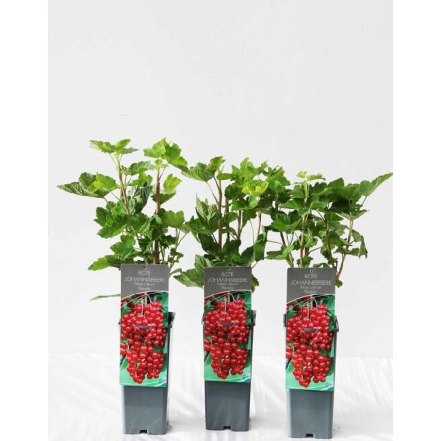 Röda vinbär – Ribes rubrum 'Rovada' - C2 30-40 CM